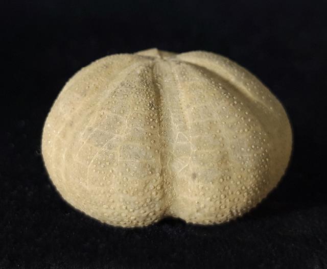 Pliotoxaster buitronae FORNER & VALLS 2019 - Bild © FossNet FossilienStore